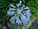 Agapanthus blue